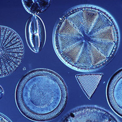 Diatomaceous Earth